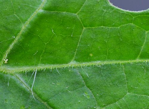 Citrullus_lanatus_leaf1a.jpg