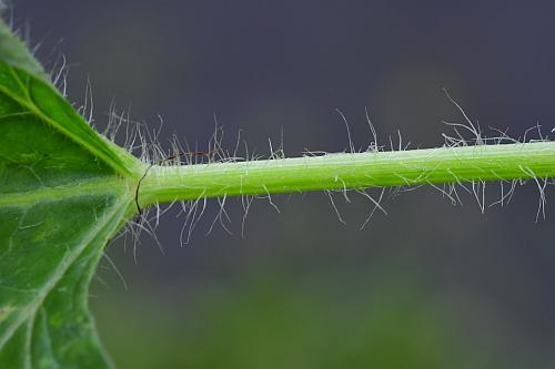 Citrullus_lanatus_petiole.jpg