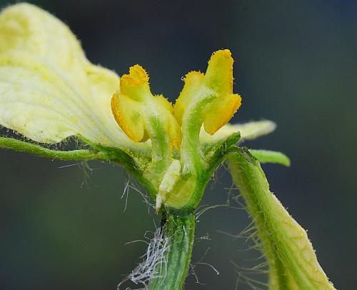 Citrullus_lanatus_stamens.jpg