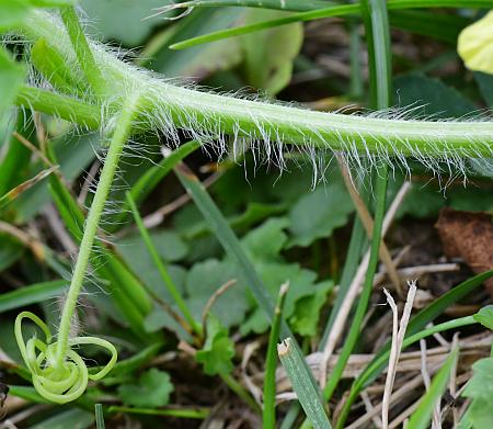 Citrullus_lanatus_stem.jpg