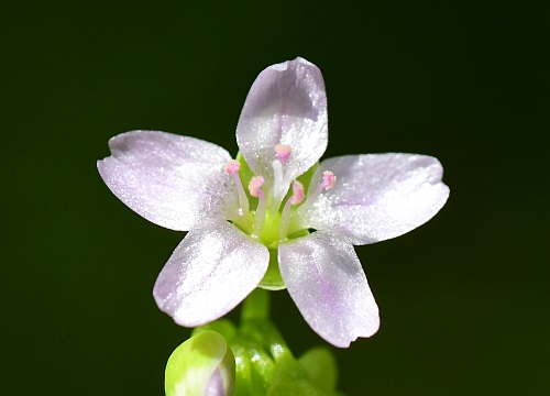 Claytonia_perfoliata_flower.jpg