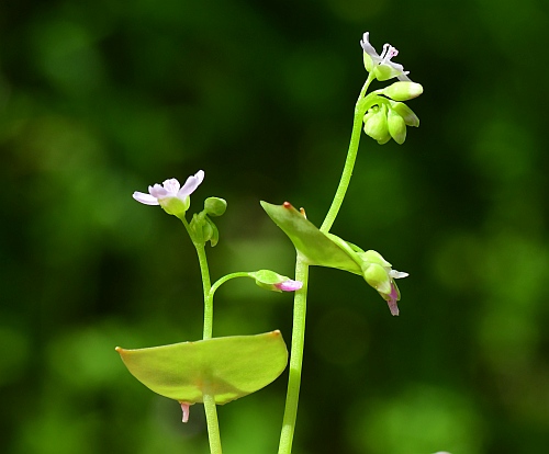 Claytonia_perfoliata_habit.jpg