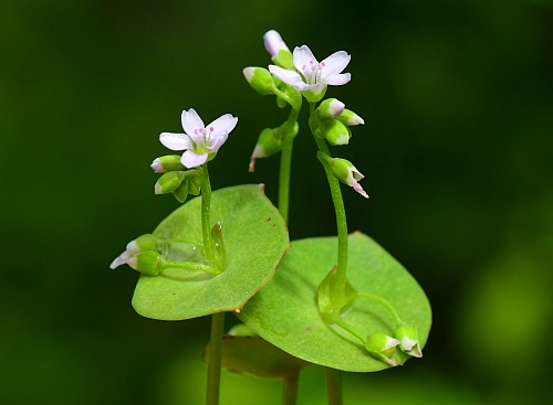 Claytonia_perfoliata_inflorescences.jpg