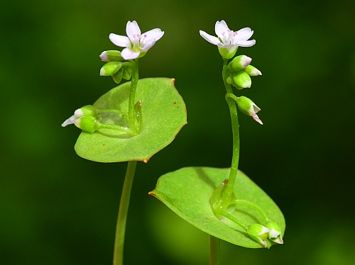 Claytonia_perfoliata_inflorescences2.jpg