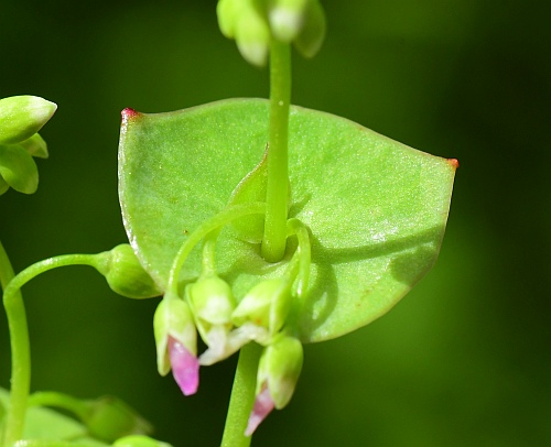 Claytonia_perfoliata_leaf1.jpg