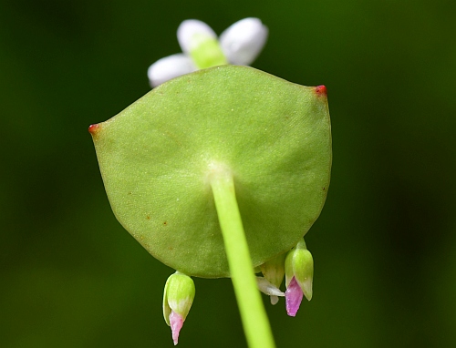 Claytonia_perfoliata_leaf2.jpg