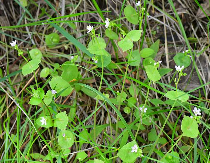 Claytonia_perfoliata_plant.jpg