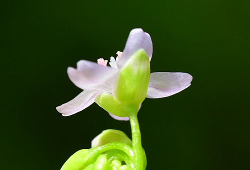 Claytonia_perfoliata_sepals.jpg