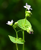 Claytonia perfoliata thumbnail