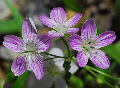 Claytonia_virginica_corolla2.jpg