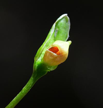 Claytonia_virginica_fruit.jpg