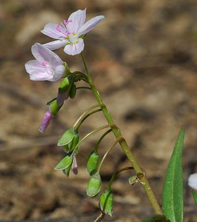 Claytonia_virginica_inflorescence.jpg