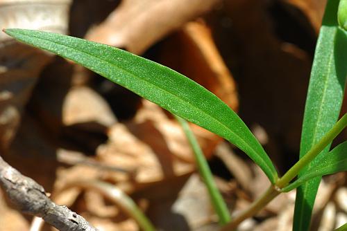 Claytonia_virginica_leaf1.jpg