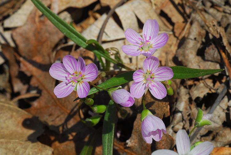 Claytonia_virginica_plant.jpg