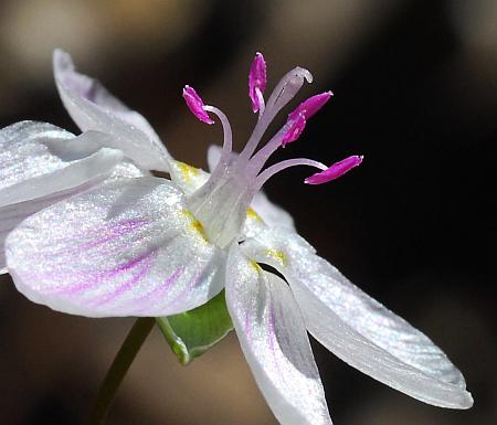 Claytonia_virginica_stamens.jpg