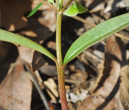 Claytonia_virginica_stem.jpg