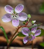 Claytonia virginica thumbnail