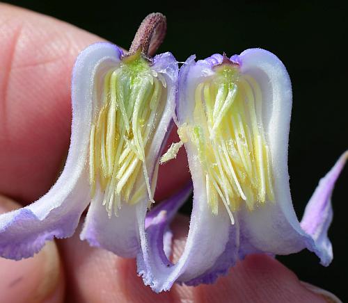 Clematis_crispa_carpels.jpg