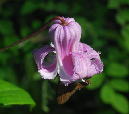 Clematis_crispa_flower.jpg