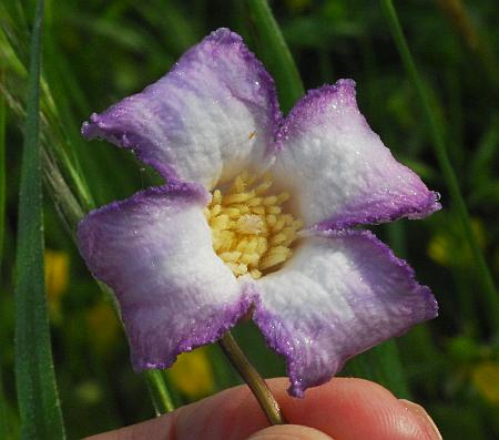 Clematis_crispa_flower2.jpg