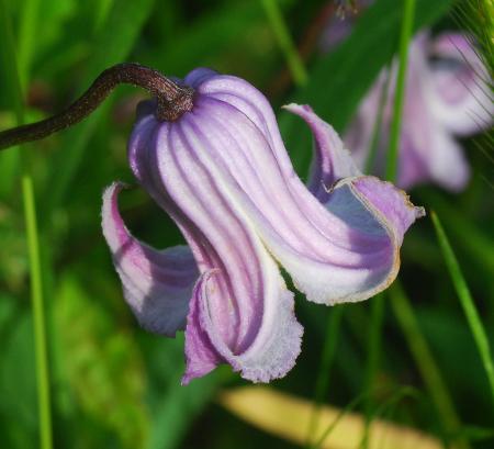 Clematis_crispa_flower3.jpg