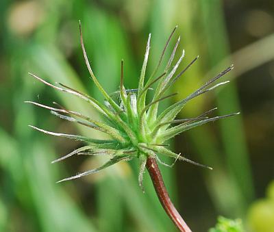 Clematis_crispa_fruits.jpg