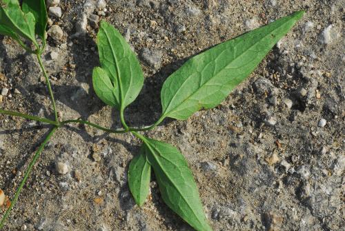 Clematis_crispa_leaf.jpg