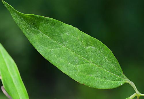 Clematis_crispa_leaflet1.jpg