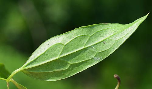 Clematis_crispa_leaflet2.jpg