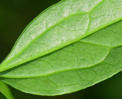 Clematis_crispa_leaflet2a.jpg