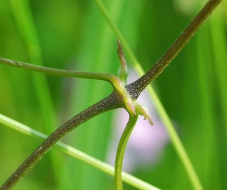 Clematis_crispa_stem.jpg