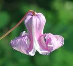 Clematis crispa thumbnail