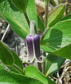 Clematis fremontii thumbnail