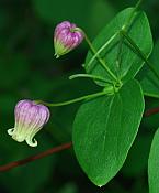 Clematis pitcheri thumbnail