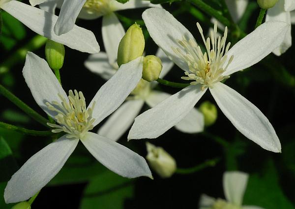 Clematis_terniflora_flower3.jpg