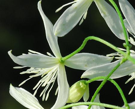 Clematis_terniflora_flower4.jpg