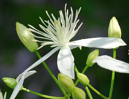 Clematis_terniflora_flower5.jpg