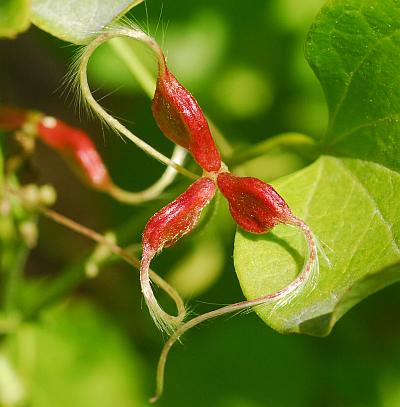 Clematis_terniflora_fruits.jpg