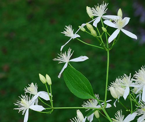 Clematis_terniflora_inflorescence.jpg