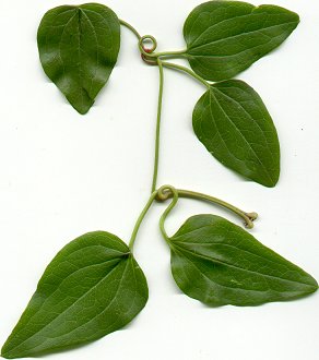 Clematis_terniflora_leaf.jpg