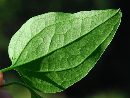 Clematis_terniflora_leaflet2.jpg