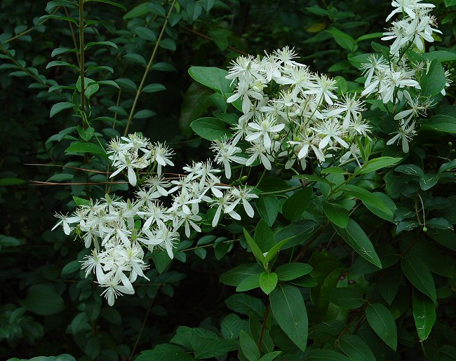 Clematis_terniflora_plant.jpg