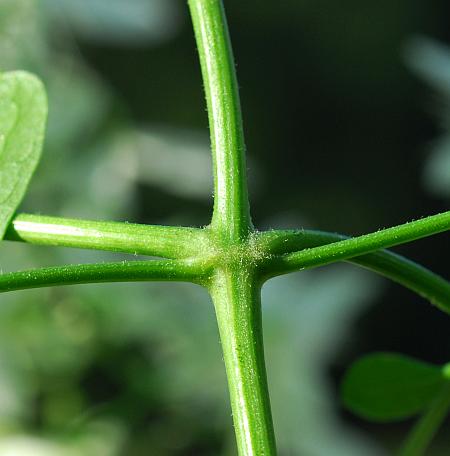 Clematis_terniflora_stem.jpg