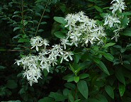 Clematis terniflora thumbnail