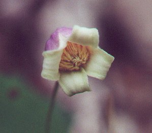 Clematis_versicolor_flower.jpg