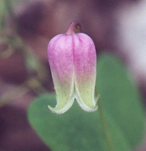 Clematis_versicolor_flower2.jpg