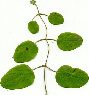 Clematis_versicolor_leaf.jpg