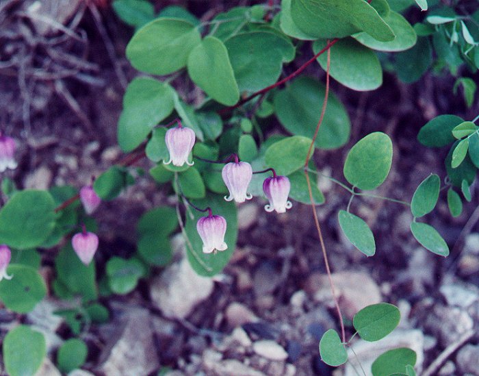 Clematis_versicolor_plant.jpg