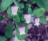 Clematis versicolor thumbnail