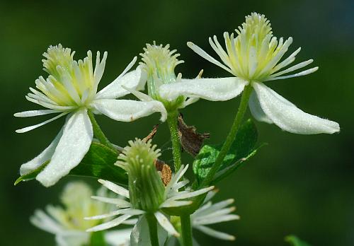 Clematis_virginiana_flowers2.jpg